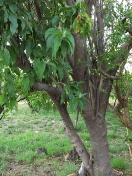 Image of Ipomoea murucoides Roem. & Schult.