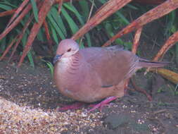 Image of Lined Quail-Dove