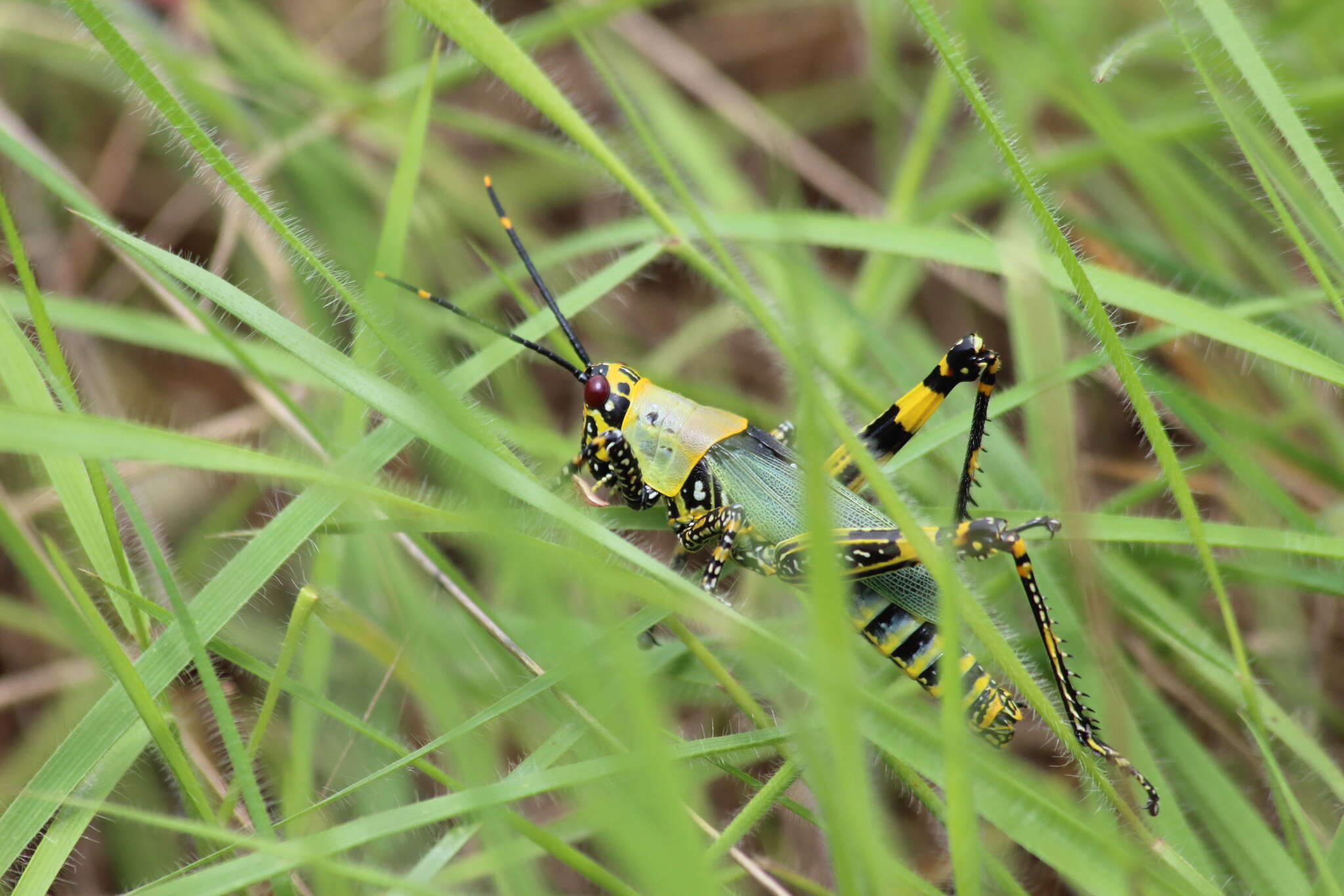 Image of Variegated grasshopper