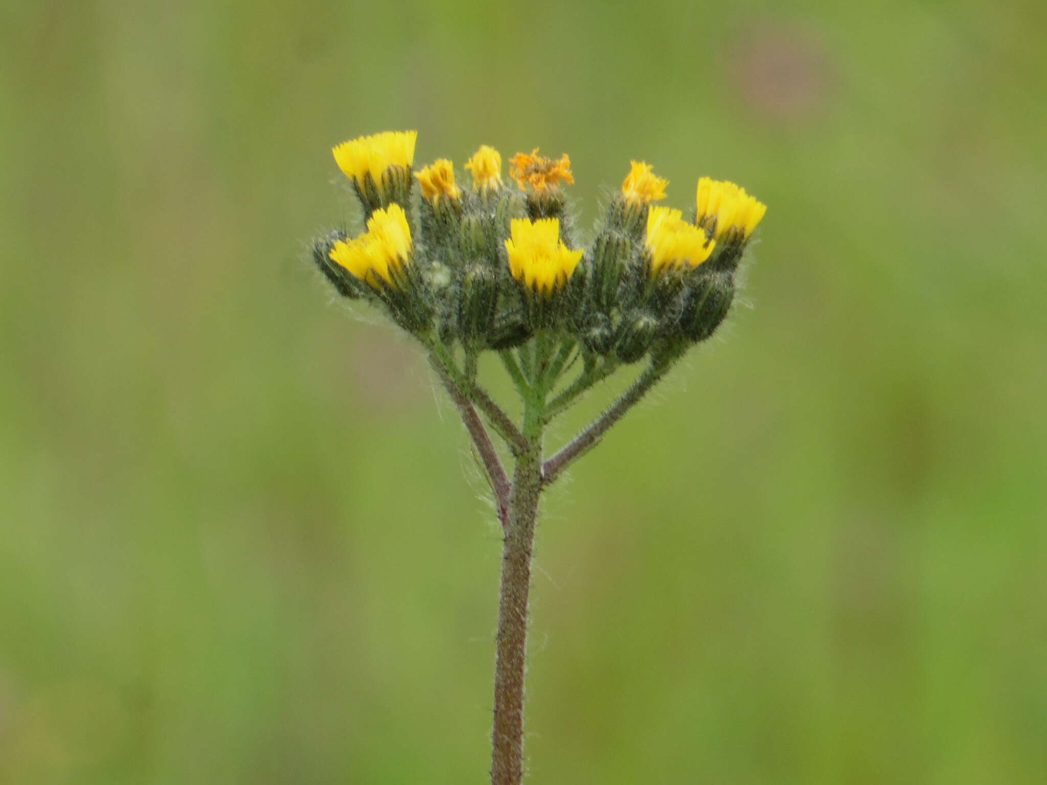 Image of Pilosella cymosa (L.) Sch. Bip., F. W. Schultz & Sch. Bip.