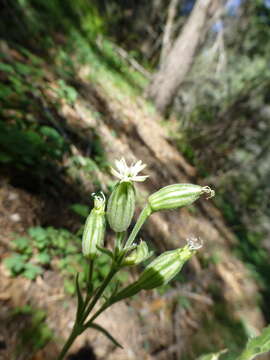 Image of Drummond's campion