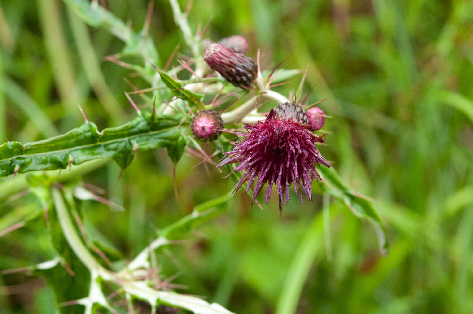 Image of Cirsium suzukii