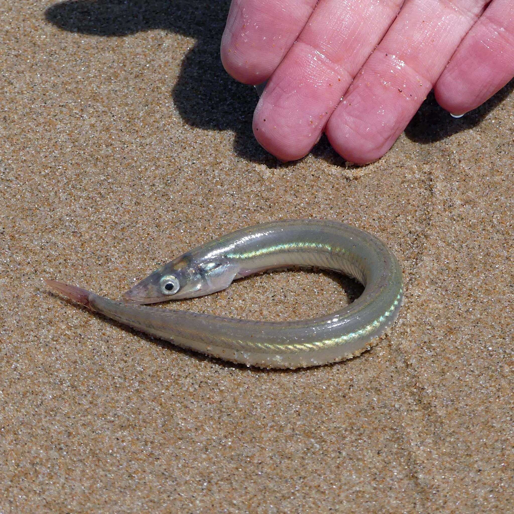 The Raitt's Sand Eel