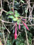 Image of Fuchsia crassistipula P. E. Berry