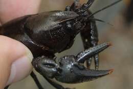 صورة Cambarus acuminatus Faxon 1884