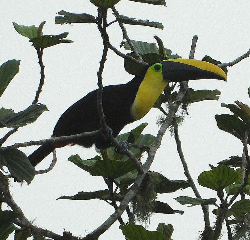 Image of Choco Toucan