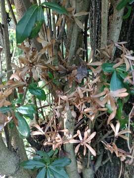 Image of Cordia americana (L.) Gottschling & J. S. Mill.