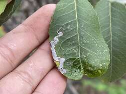 Image of Stigmella heteromelis Newton & Wilkinson 1982