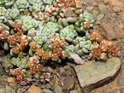 Image of Crassula corallina subsp. corallina