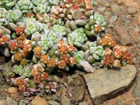 Image of Crassula corallina Thunb.