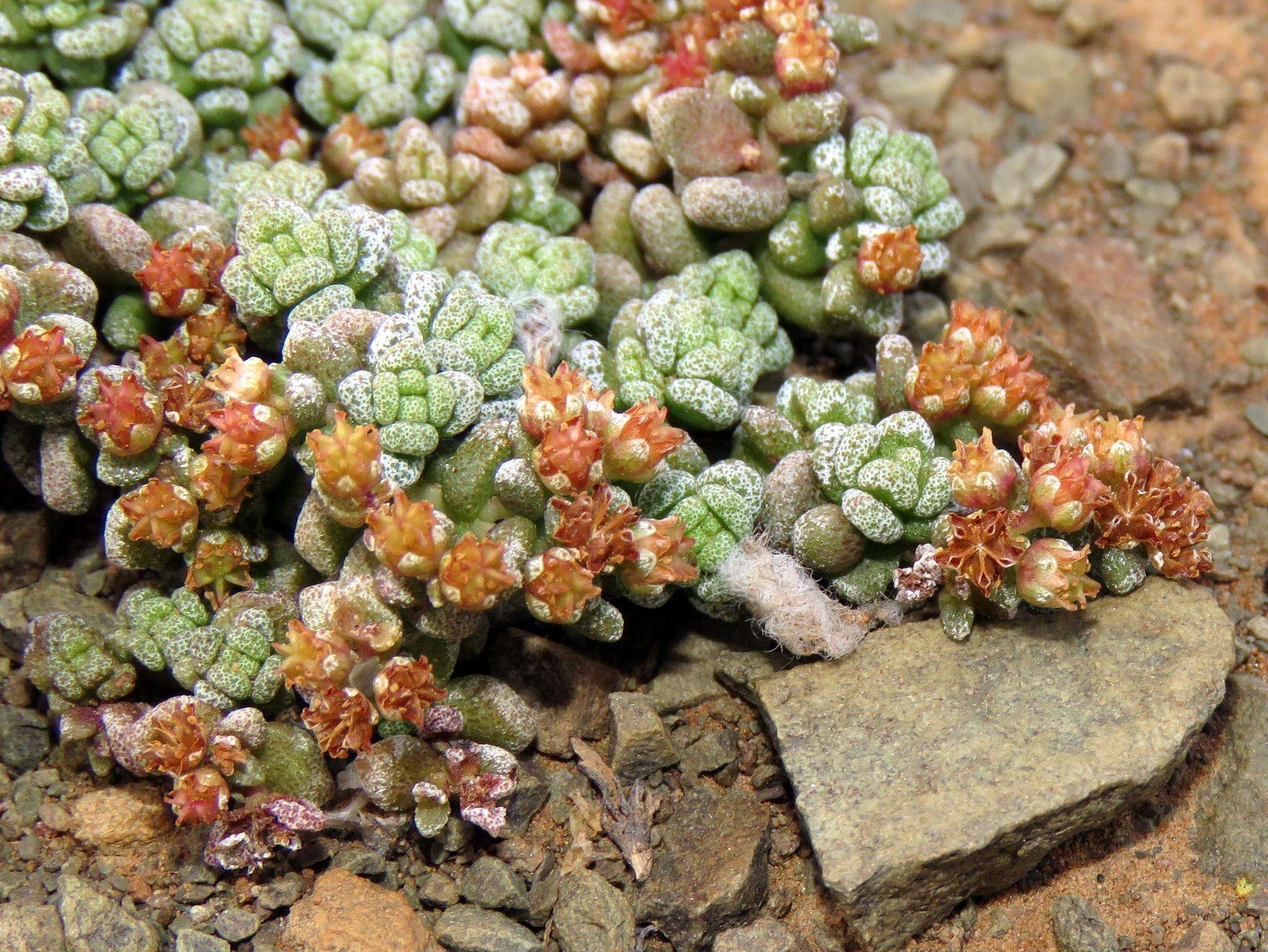 Image of Crassula corallina subsp. corallina