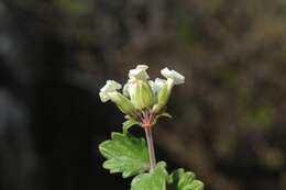 Image of Viviania crenata (Hook.) G. Don