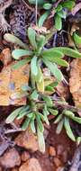 Image of Leptinella pyrethrifolia var. linearifolia (Cheeseman) D. G. Lloyd & C. J. Webb