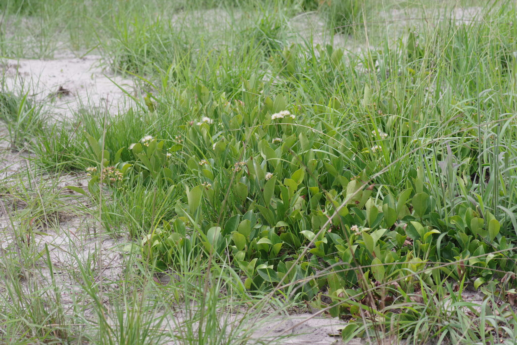 Image of Dwarf waterberry