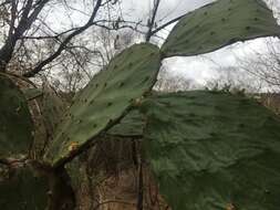 Image of Opuntia wilcoxii Britton & Rose