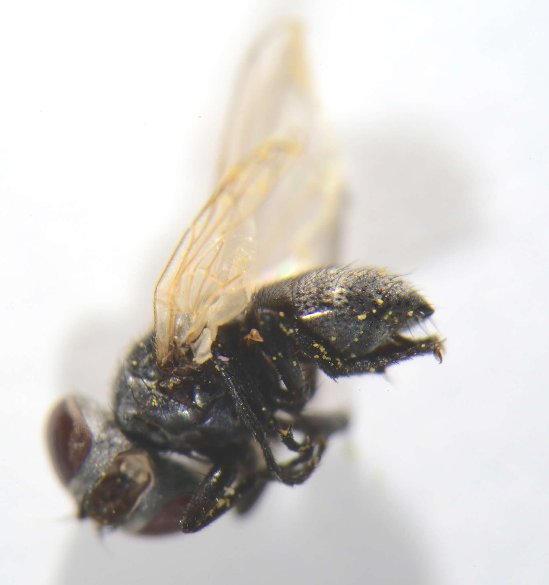 Image of Phasia mesnili (Draber-Monko 1965)