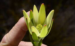 Image of Leucadendron diemontianum I. J. M. Williams