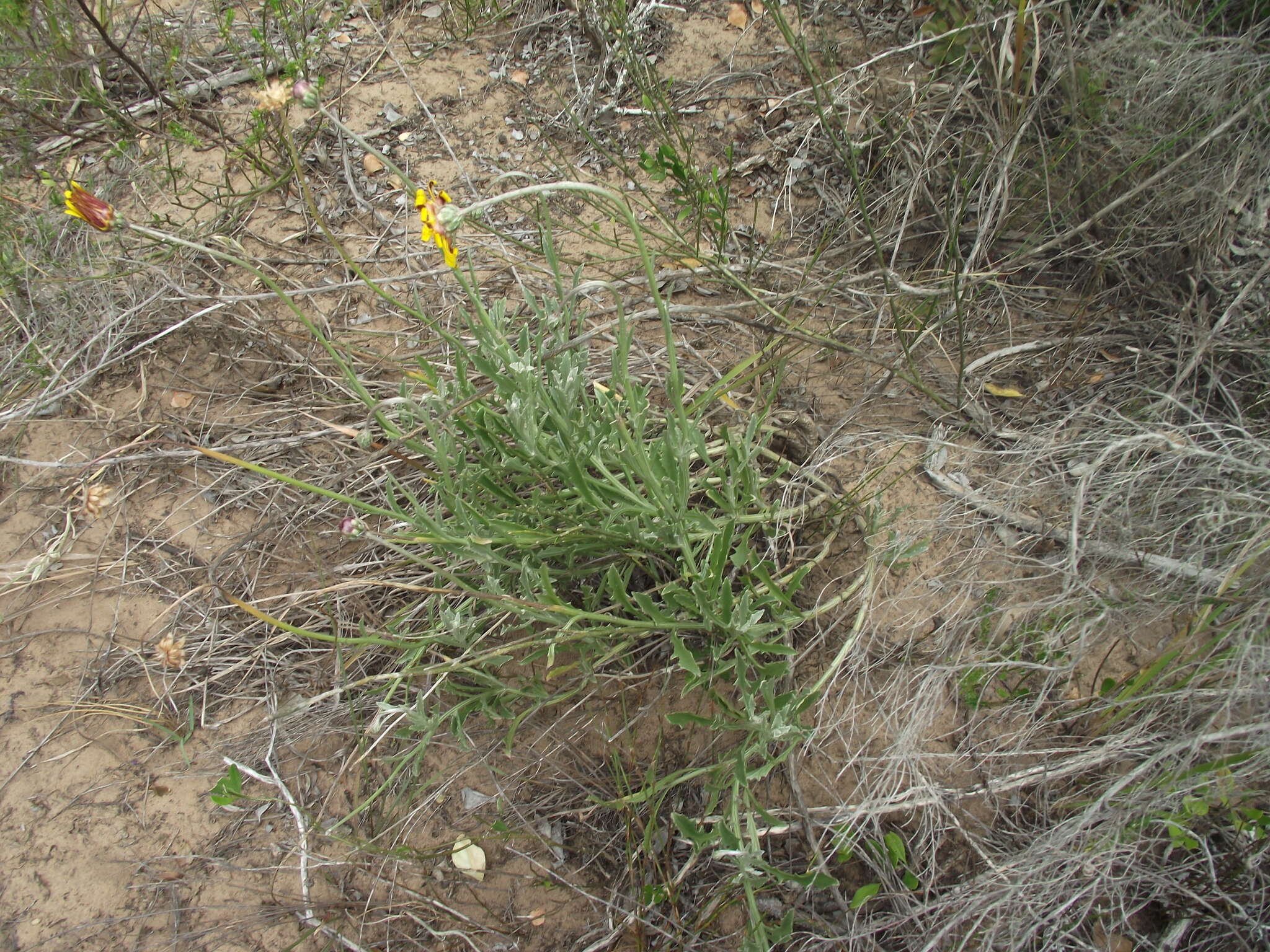 Image de Arctotis elongata Thunb.