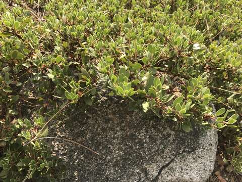 Imagem de Arctostaphylos nevadensis A. Gray