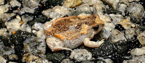 Image of Günther’s Toadlet