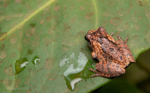 Image de Pseudophilautus wynaadensis (Jerdon 1853)