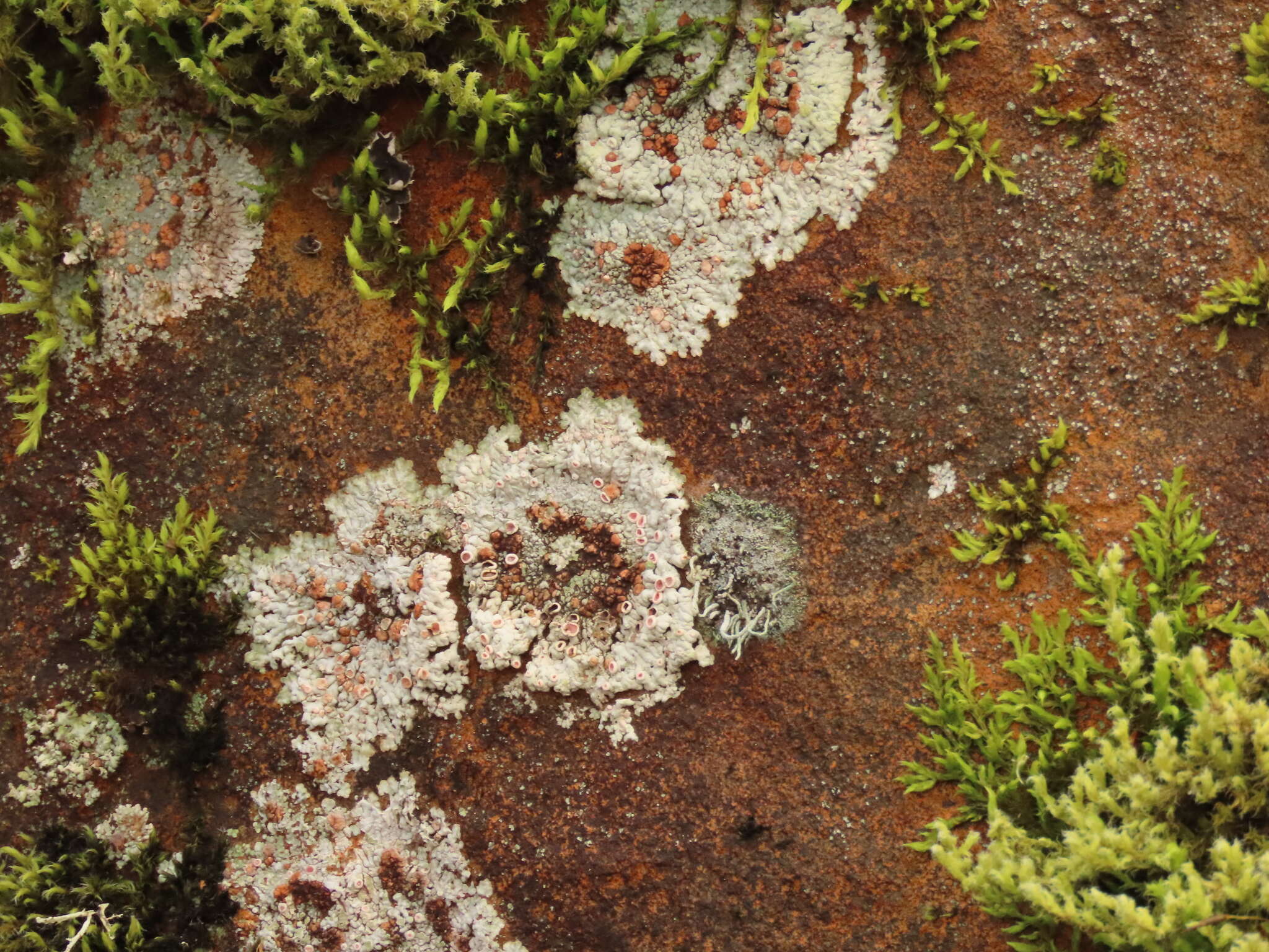 Image of bullseye lichen