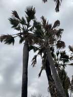 Image of palmyra palm