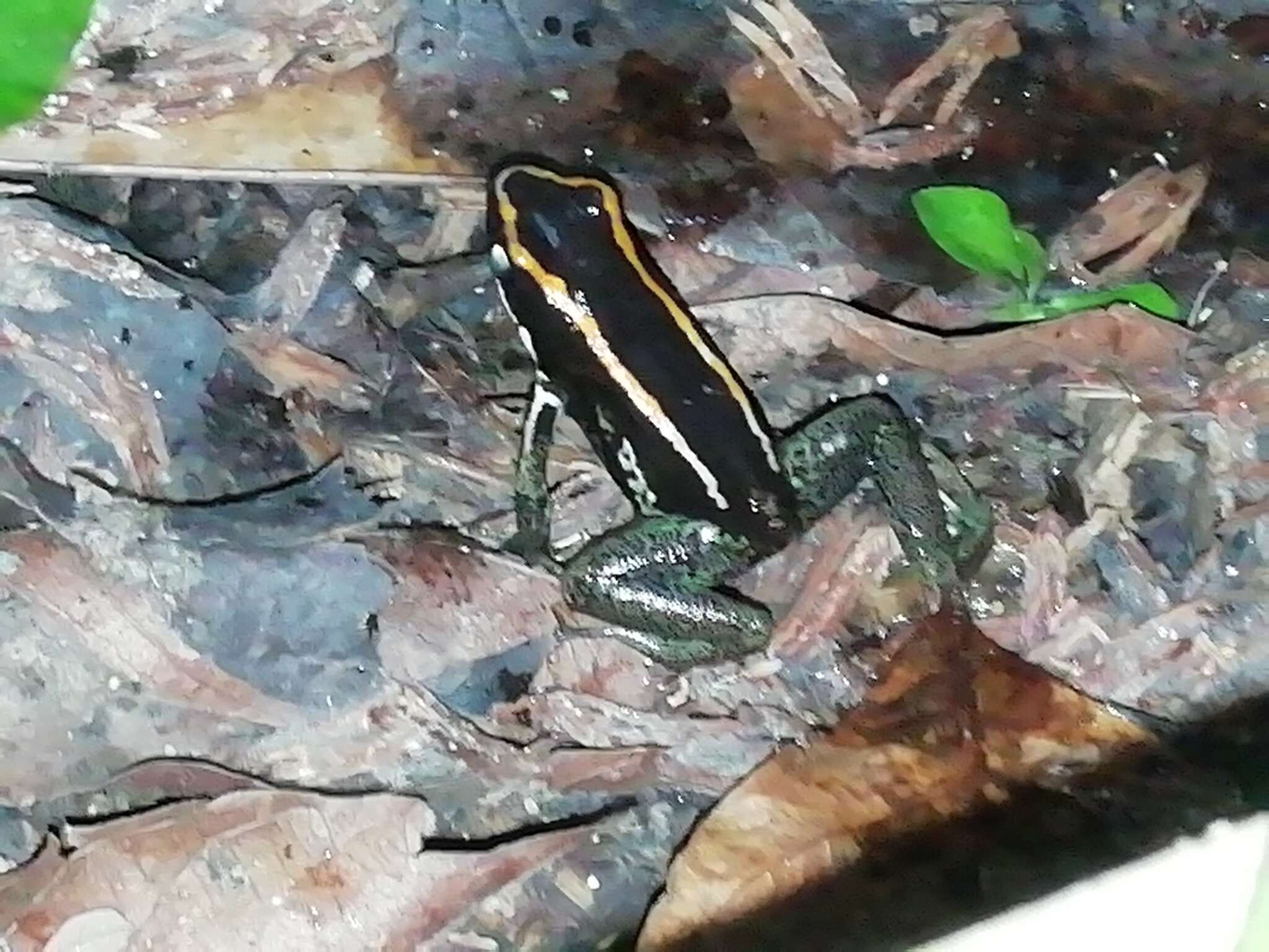 Image of Golfodulcean Poison Frog