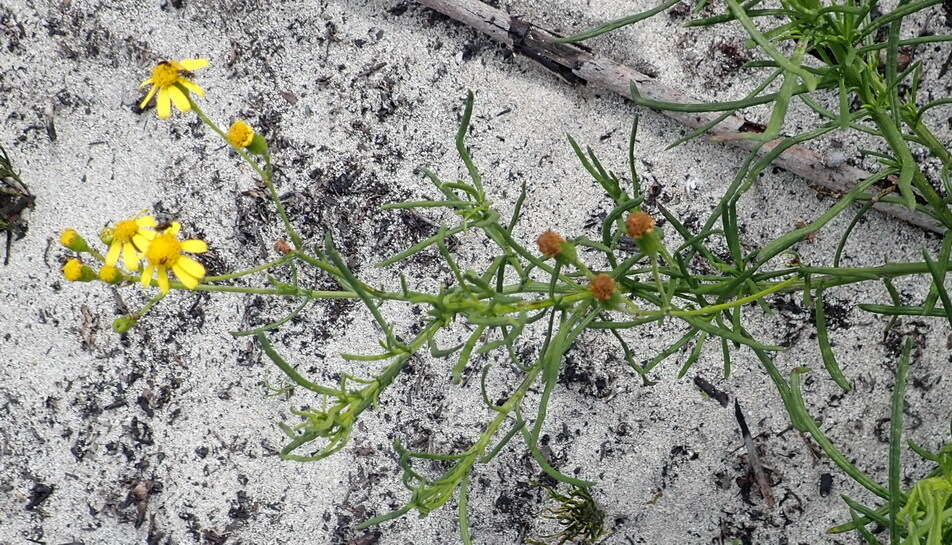 Image of Senecio burchellii DC.