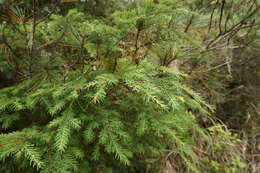 Imagem de Tsuga chinensis var. chinensis