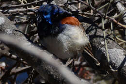 Image of Blue-breasted Fairy-wren