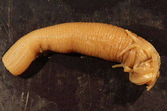 Image of <i>Peachia guinguecapitata</i>