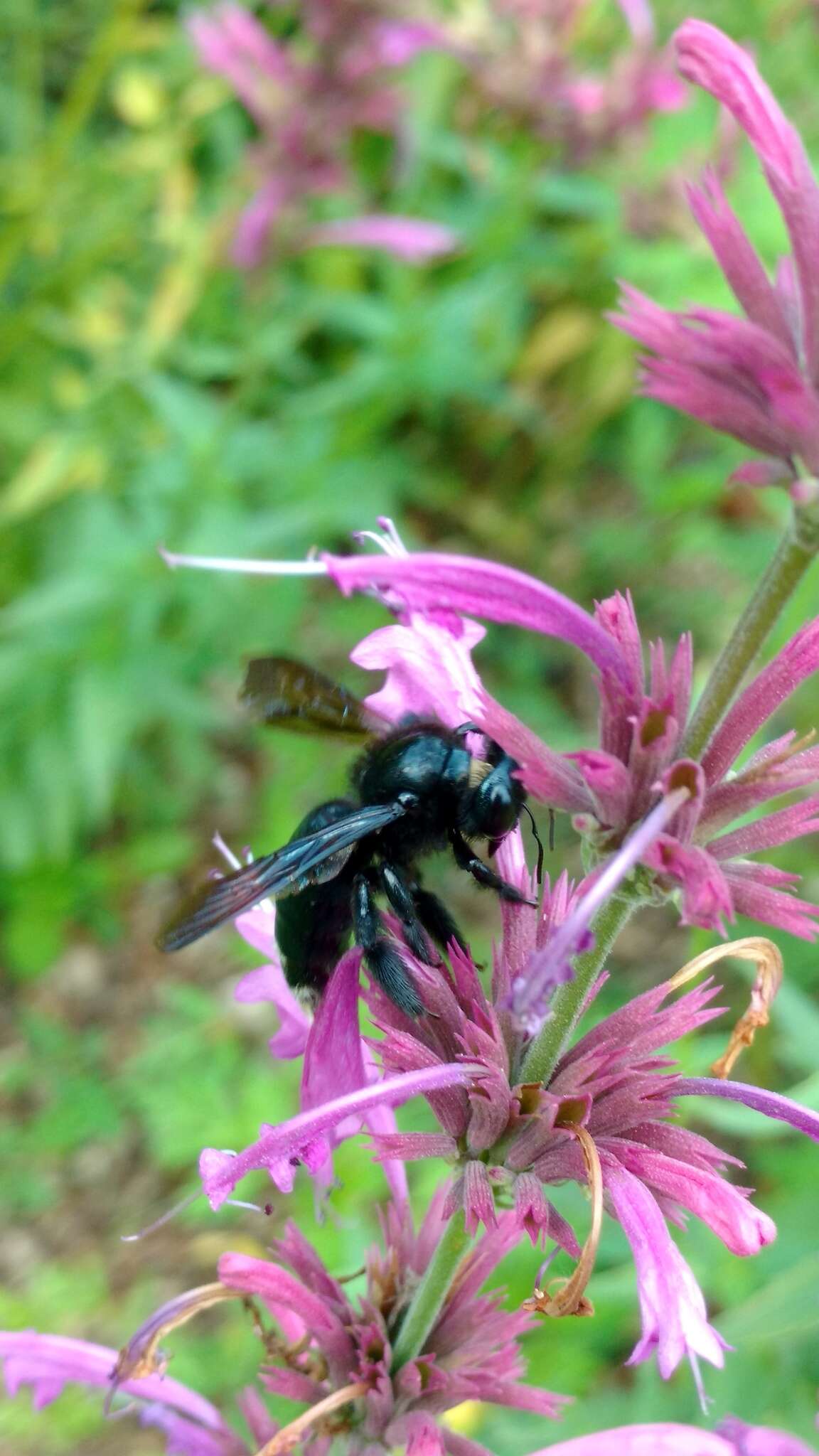 Image of Xylocopa tenuata Smith 1874