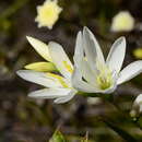 Image of Geissorhiza sulphurascens Schltr. ex R. C. Foster