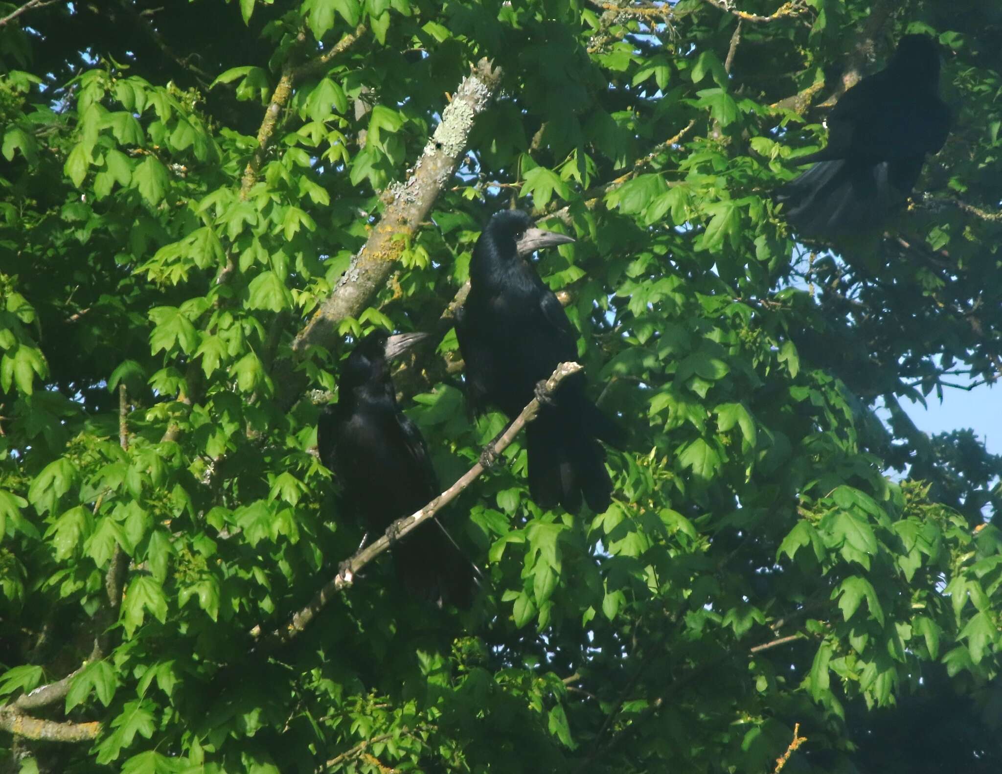 Image of Corvus frugilegus frugilegus Linnaeus 1758