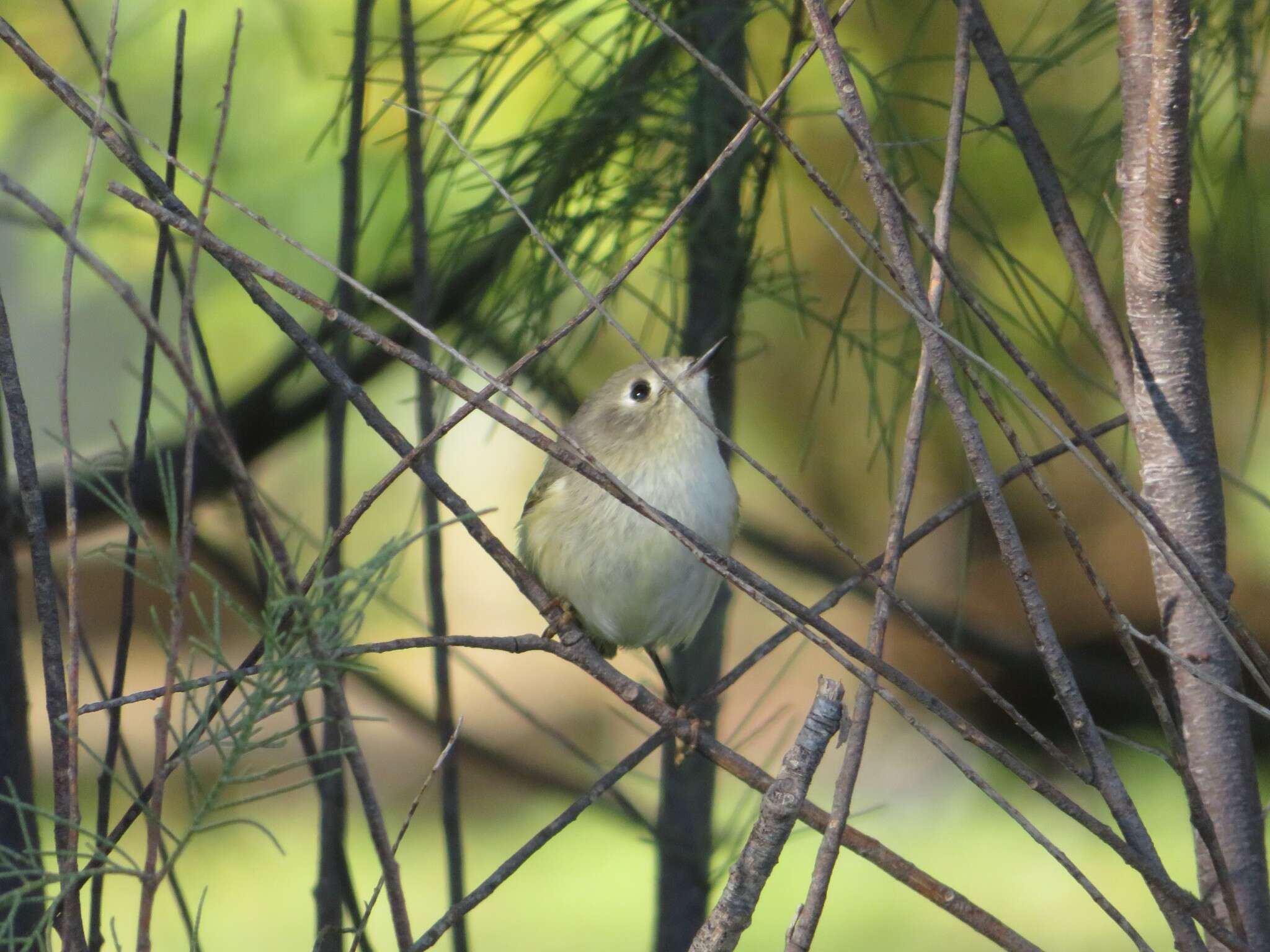 Regulidae resmi