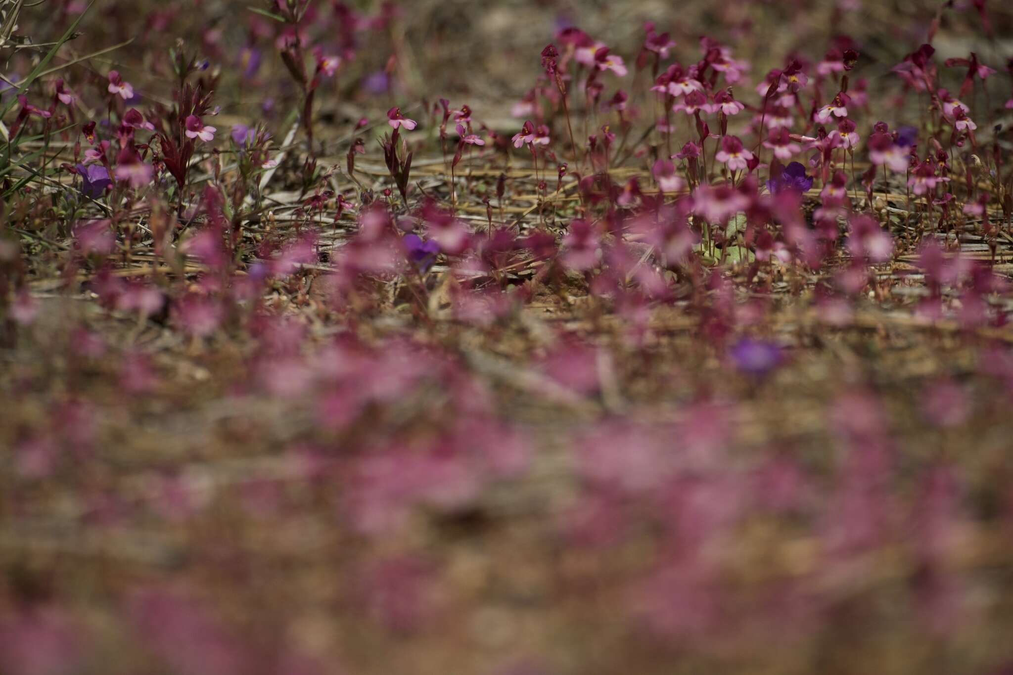 Image of Little Purple Monkey-Flower