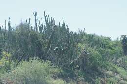 Sivun Euphorbia caerulescens Haw. kuva