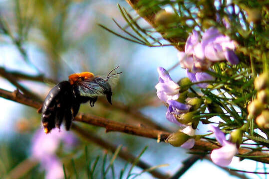 Image of Xylocopa flavorufa (De Geer 1778)