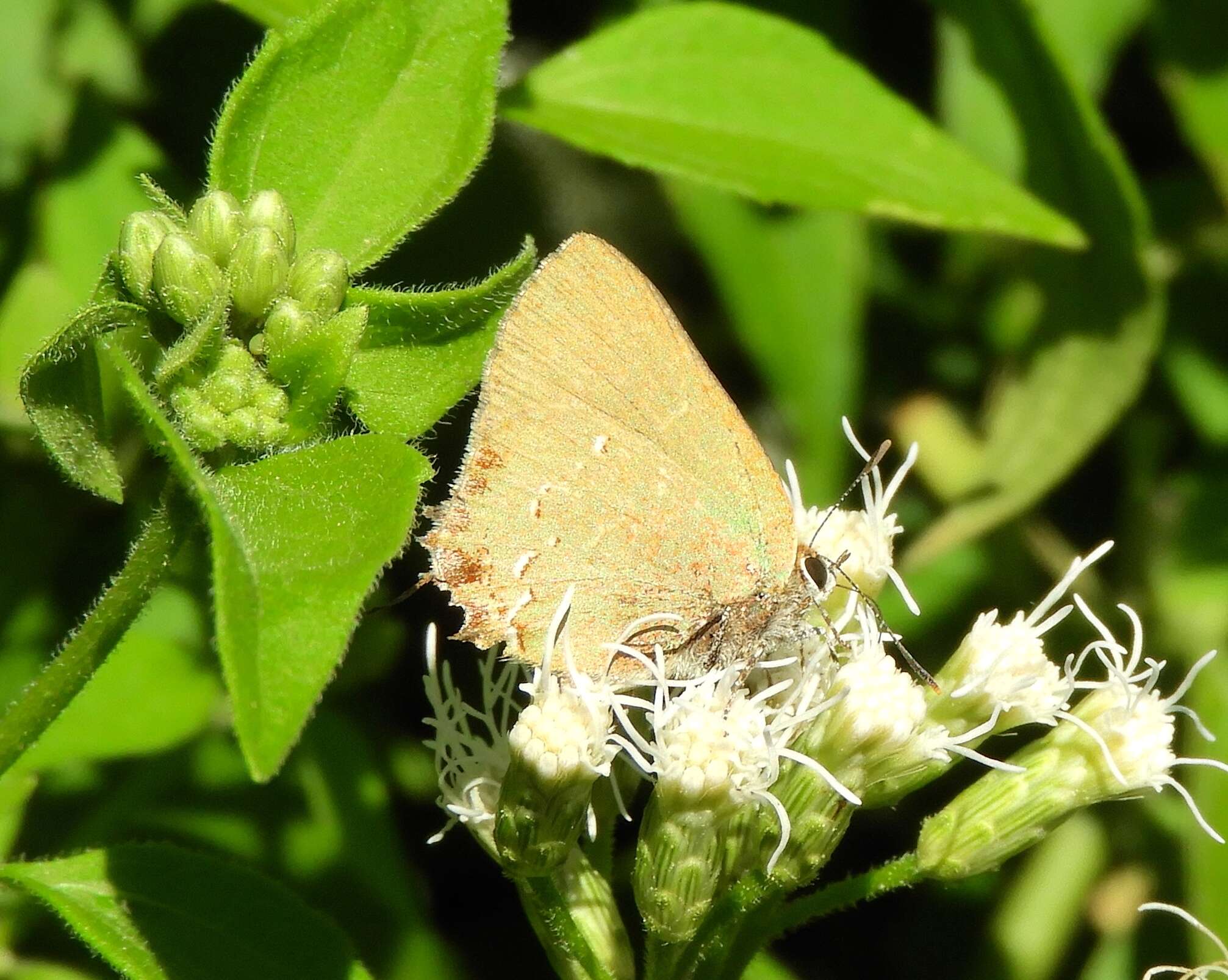 Image of Cyanophrys miserabilis (Clench 1946)