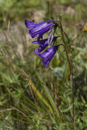 Image of Campanula collina Sims