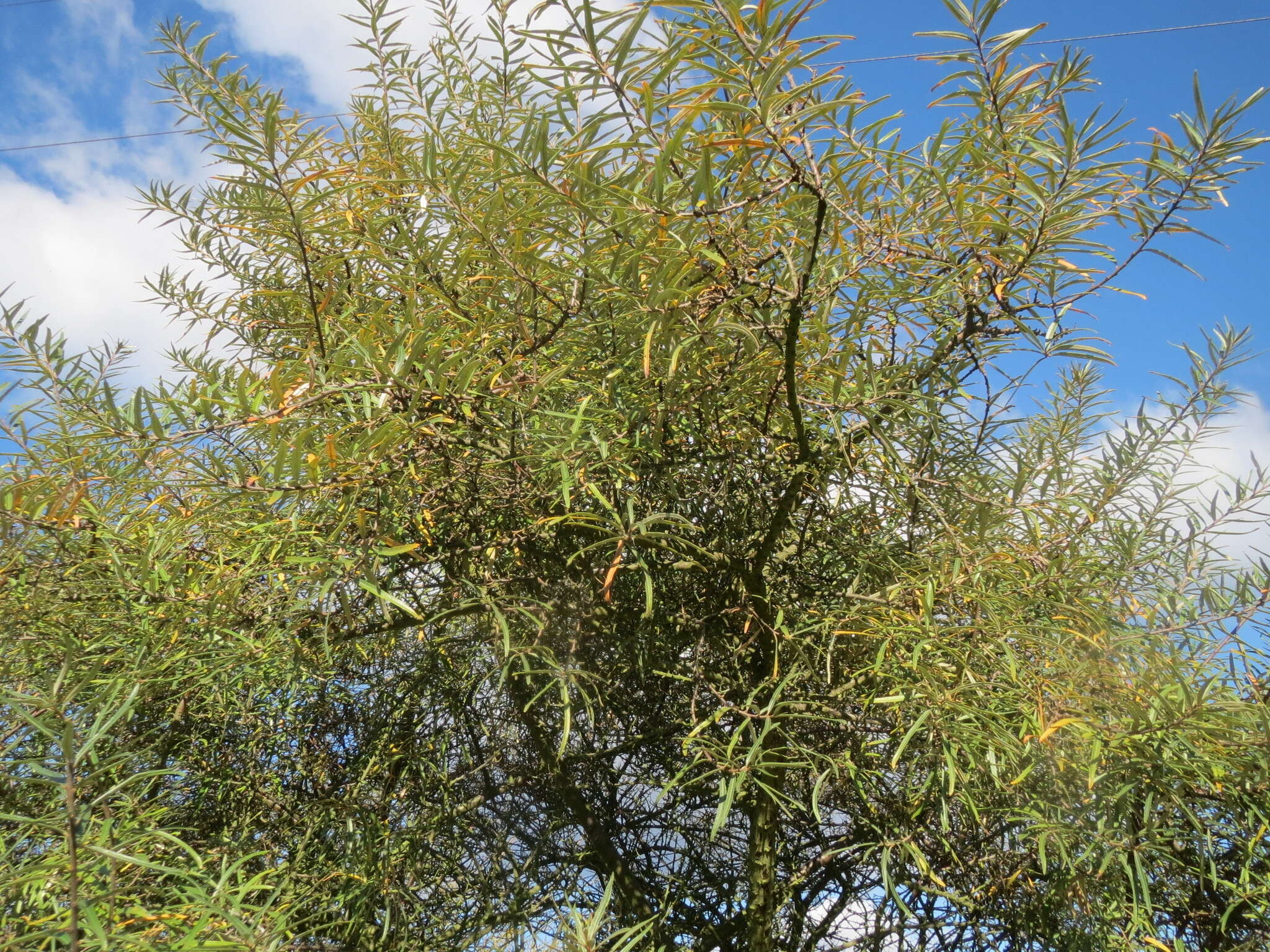 Image of Sea-buckthorn