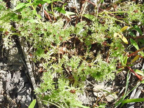 Image of field burrweed