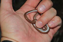 Image of Guantanamo Bay Blindsnake