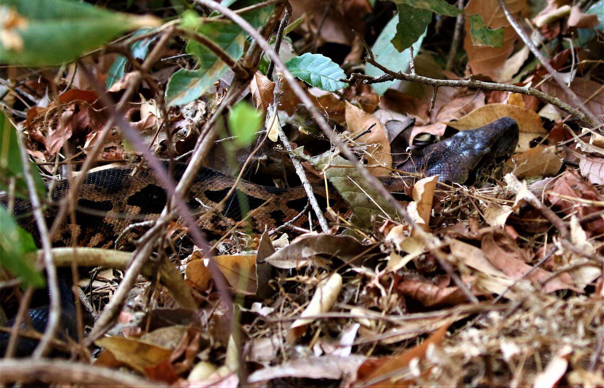 Слика од Acrantophis madagascariensis (Duméril & Bibron 1844)