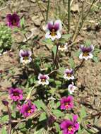 Image of Kellogg's monkeyflower