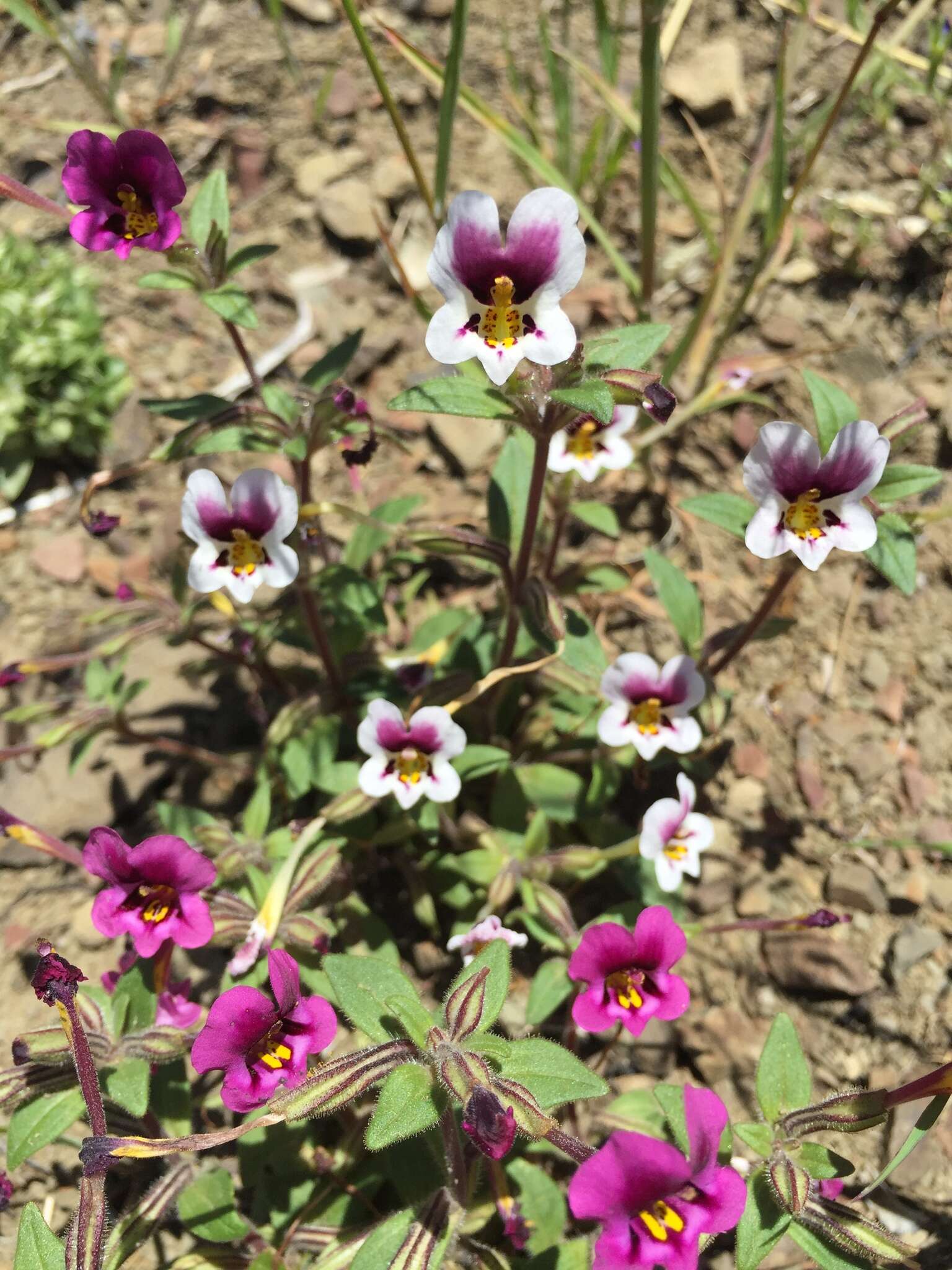 Image of Kellogg's monkeyflower