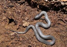 Image of Small-eyed Snakes