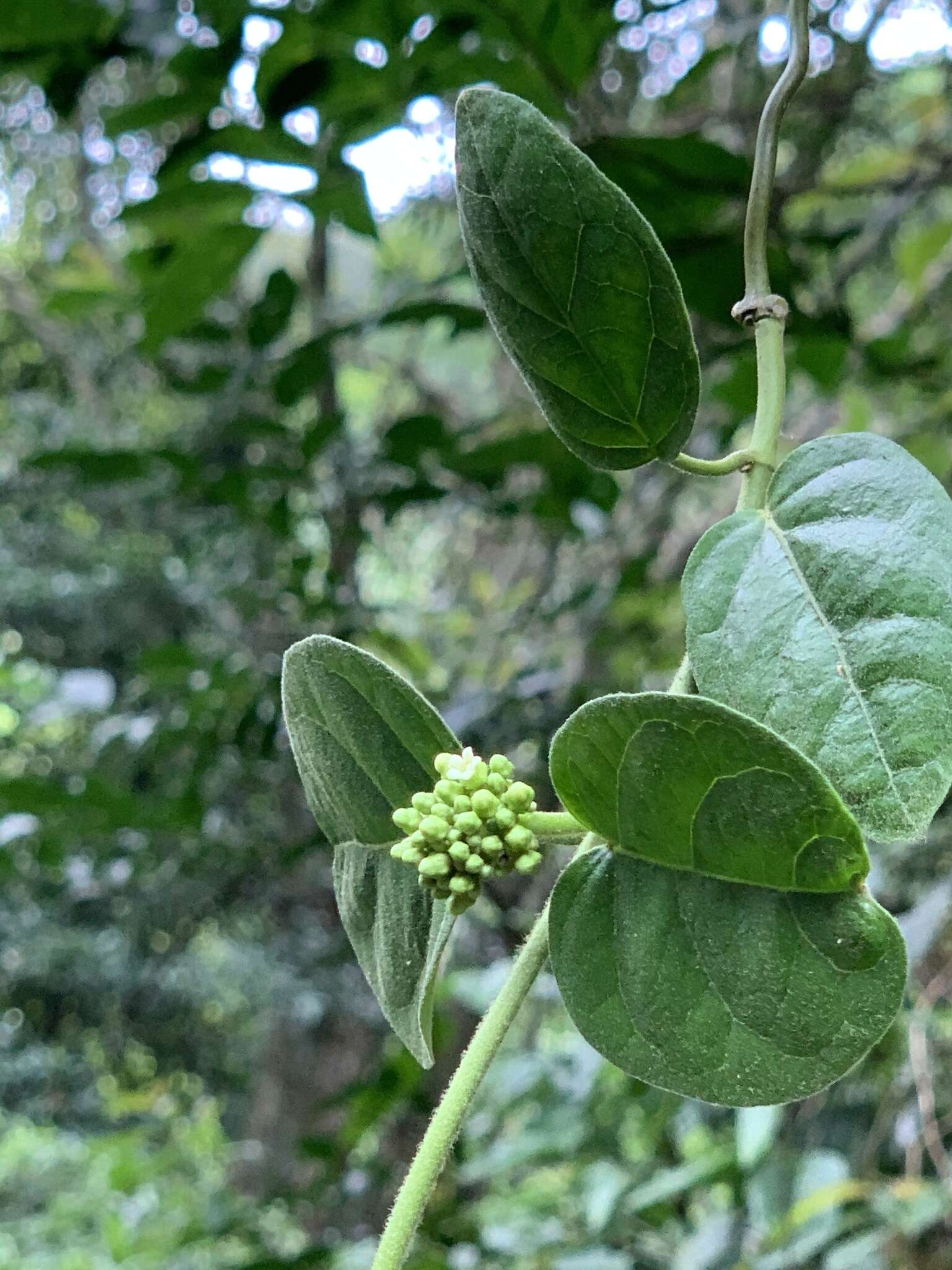 Image of Marsdenia tinctoria R. Br.