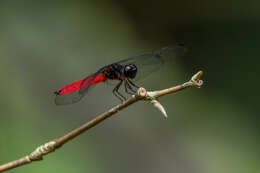 Image of Lyriothemis biappendiculata (Selys 1878)